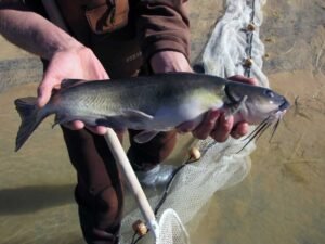 How to Catch Pond Catfish